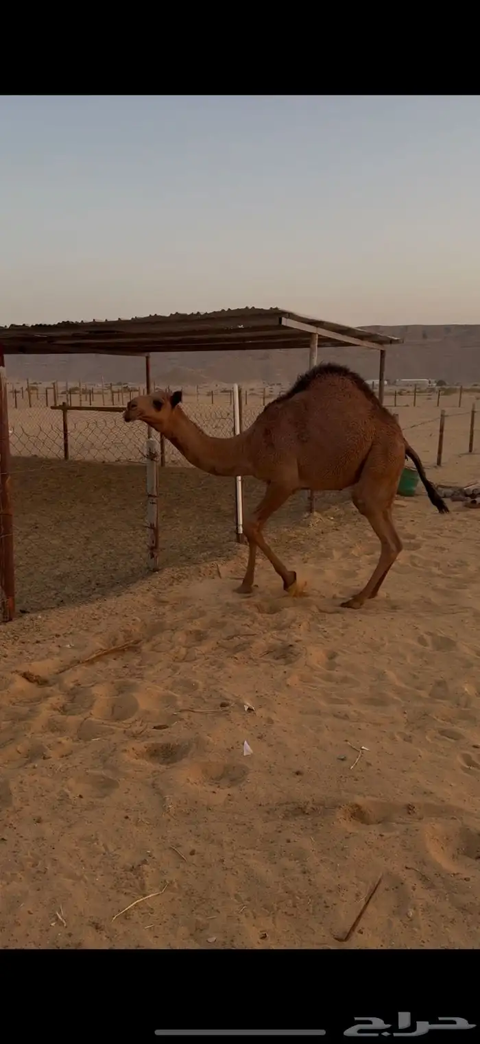 للبيع قعوود 0