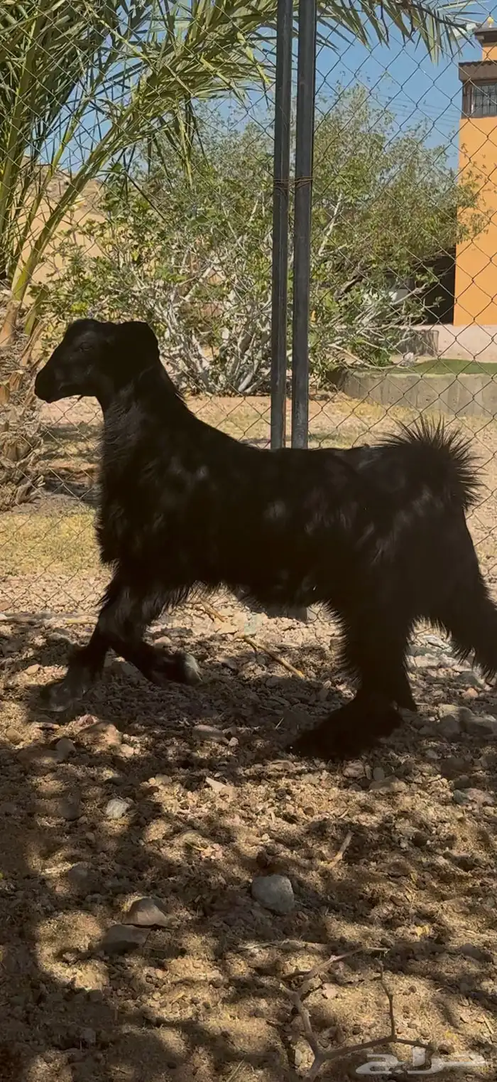 تيس مخصي عمره سبع شهور سمين الحد1150 5