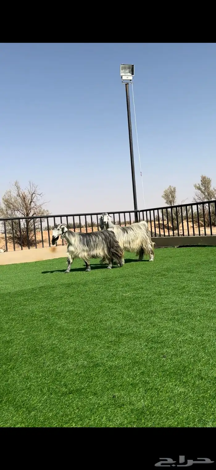 معزا مصريات شهب مضاريع 2