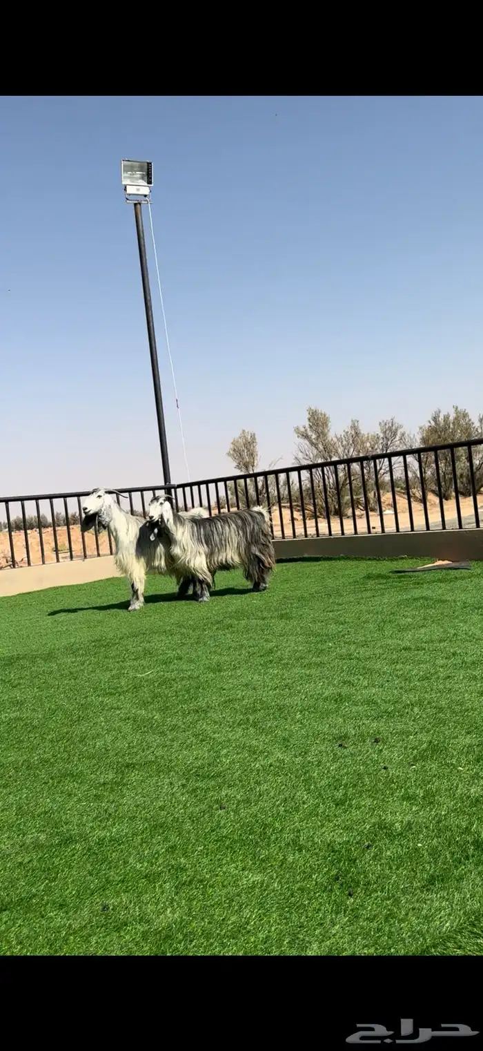 معزا مصريات شهب مضاريع 1