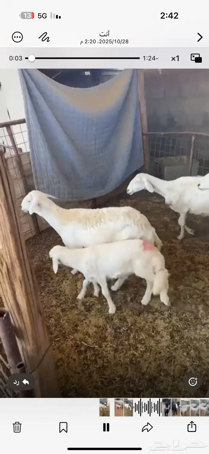 غنم حريات طيبه نضيف شرط ديوس سليمه خلفات 2