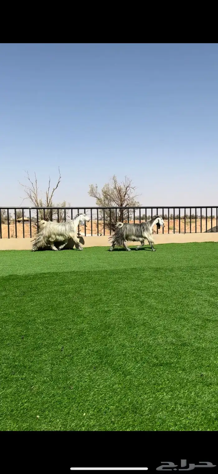 معزا مصريات شهب مضاريع 4