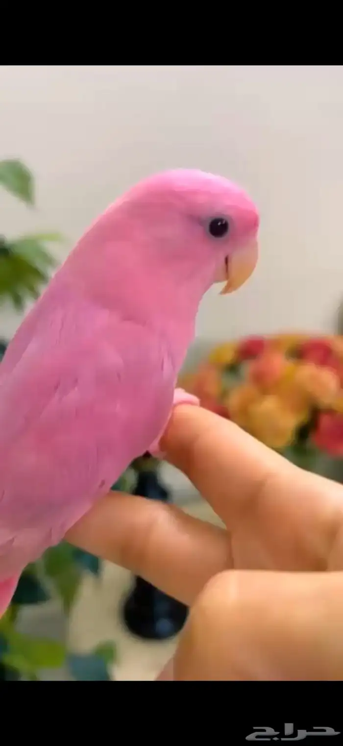 طيور روز اليفه جدا 2