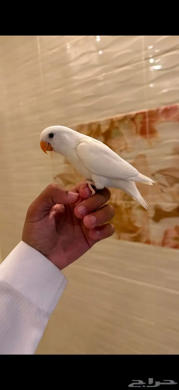 طيور روز اليفه جدا 4