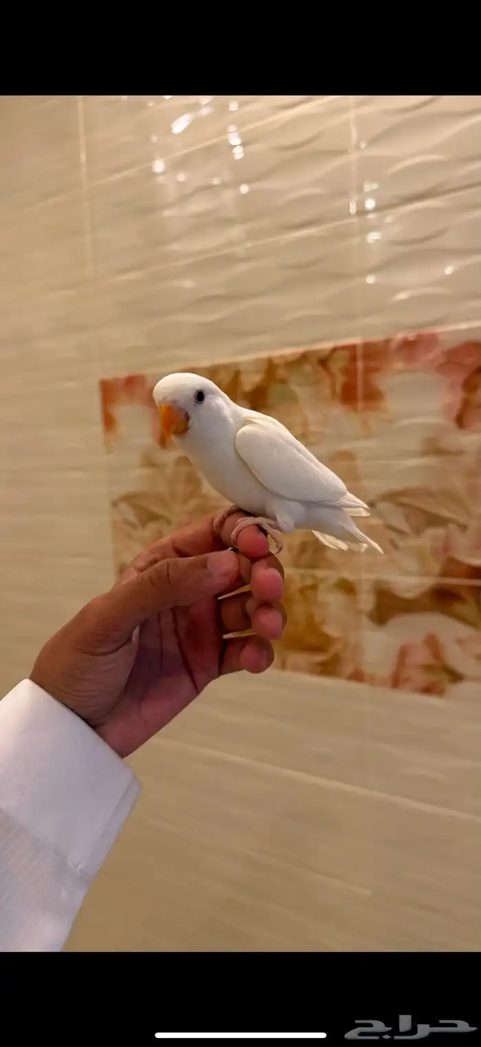 طيور روز اليفه جدا 3