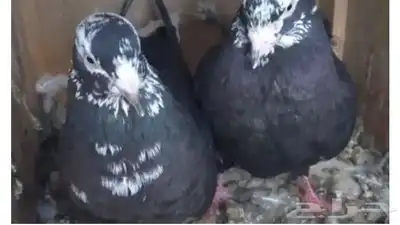 حمام قطيفي 0