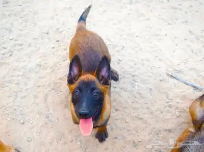 عرض لمنتجين كلاب المالينو index