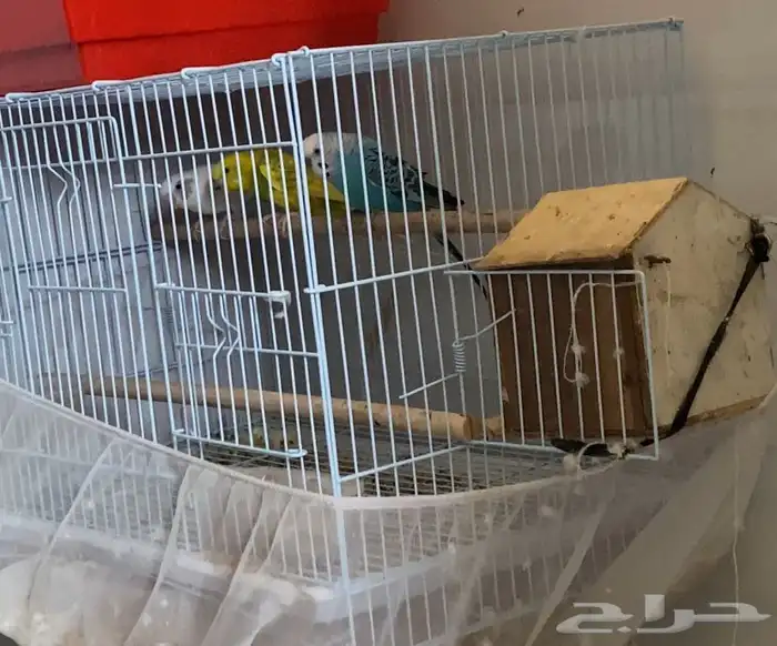 طيور للبيع 2