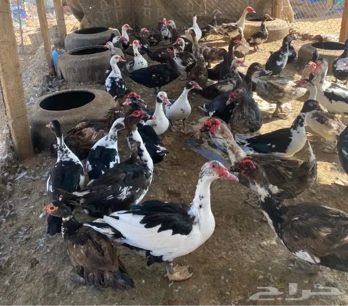 اناثي بح بياض 2