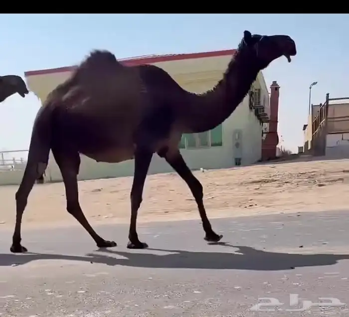 للبيع ثنيه متلي 0