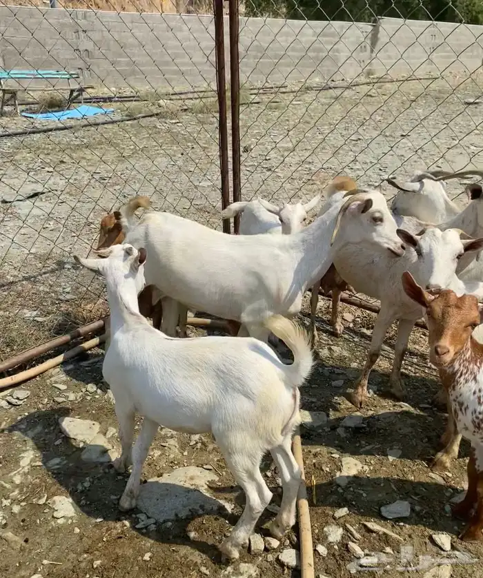 غنم مقنى الموقع خميس البحر 0