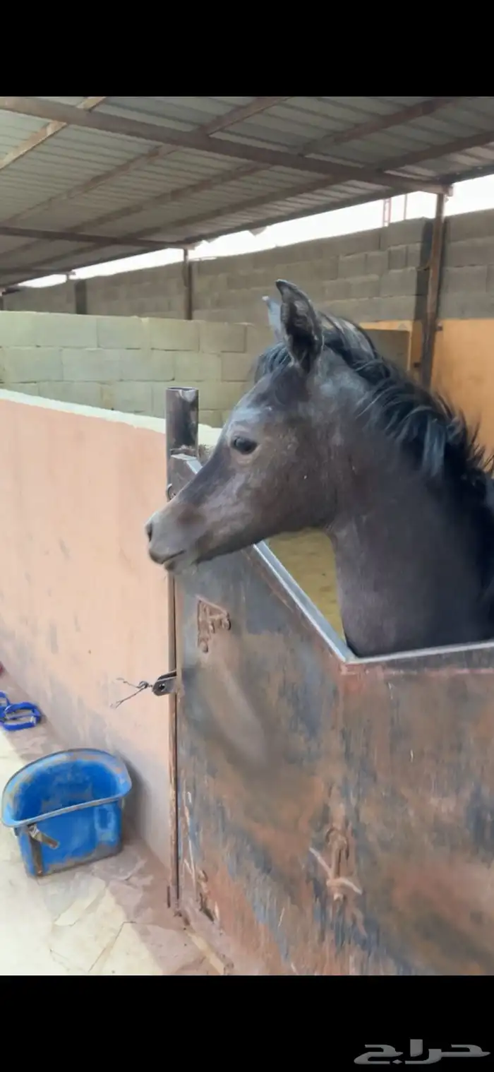 مهره شعبيه للبيع 4