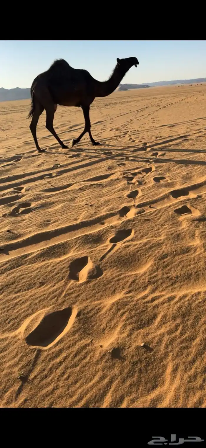 بكره مفروده 0