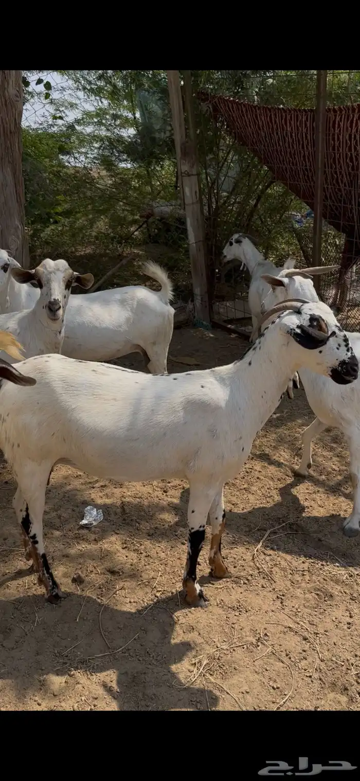 بيشيات فواخر 0