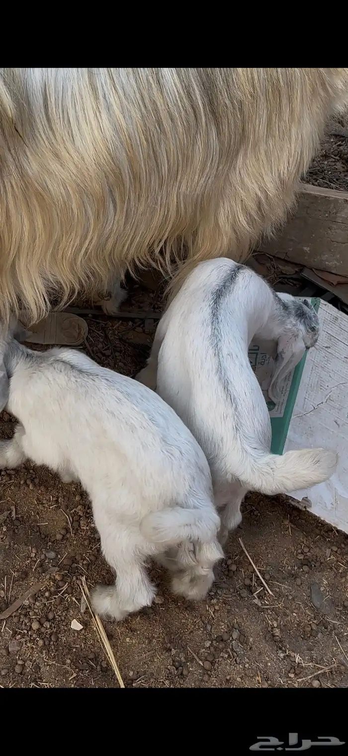 عنز مصريه بيضاء صنف والد متاومه تحتها 2 تيس وجفره 5