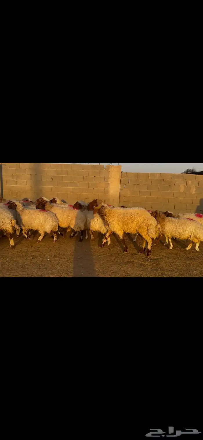 للبيع غنم نعيم طيبه وشرط الدفيع 1