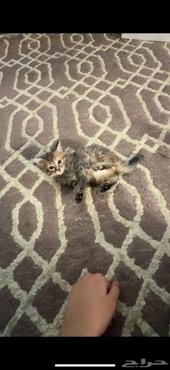 قطة شيرازي هجين عمرها شهر ونص متعودة على اللتر بوكس 0