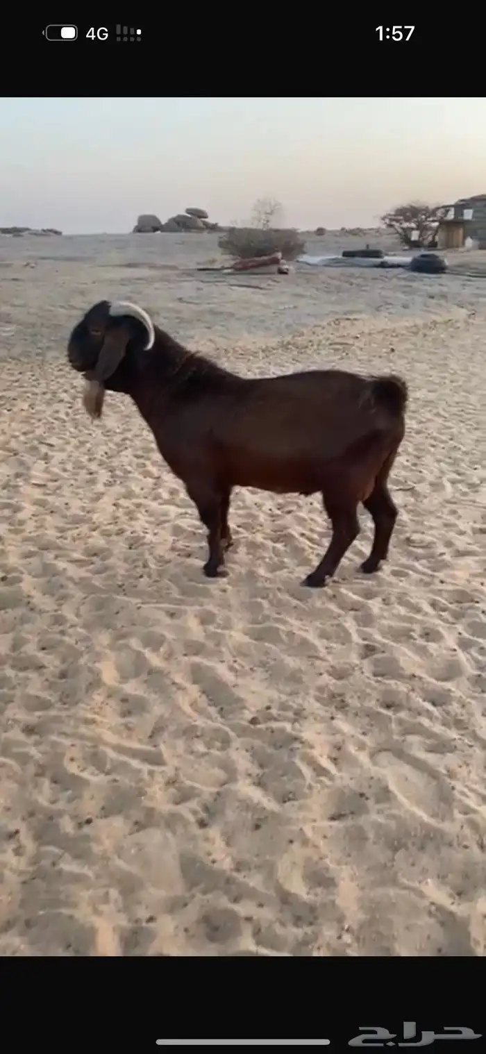 فحل كلهاري بيور دم صافي من مزرعة الباهلي شرط صحة وسلامه 3