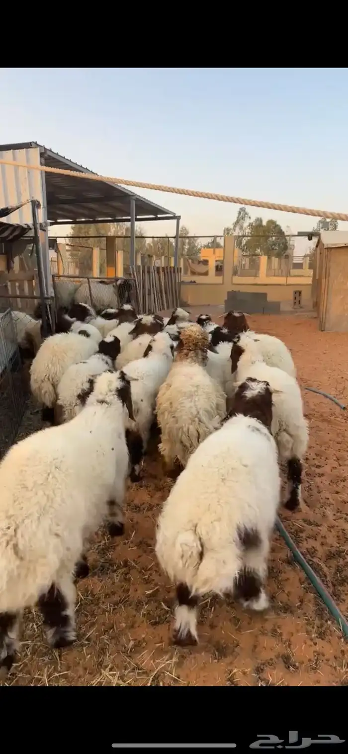 هرافا نعيم فاخر 4