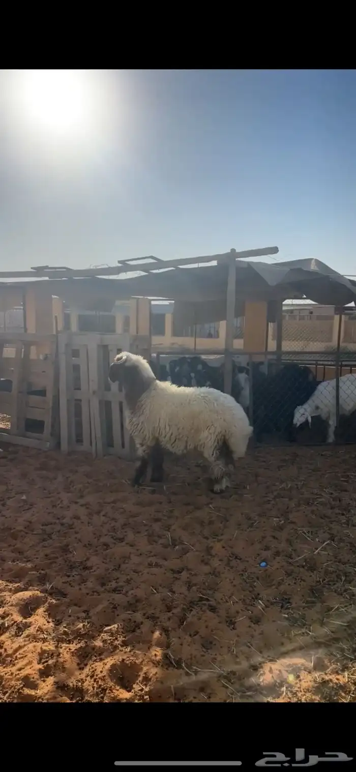 خروف نعيمي 6