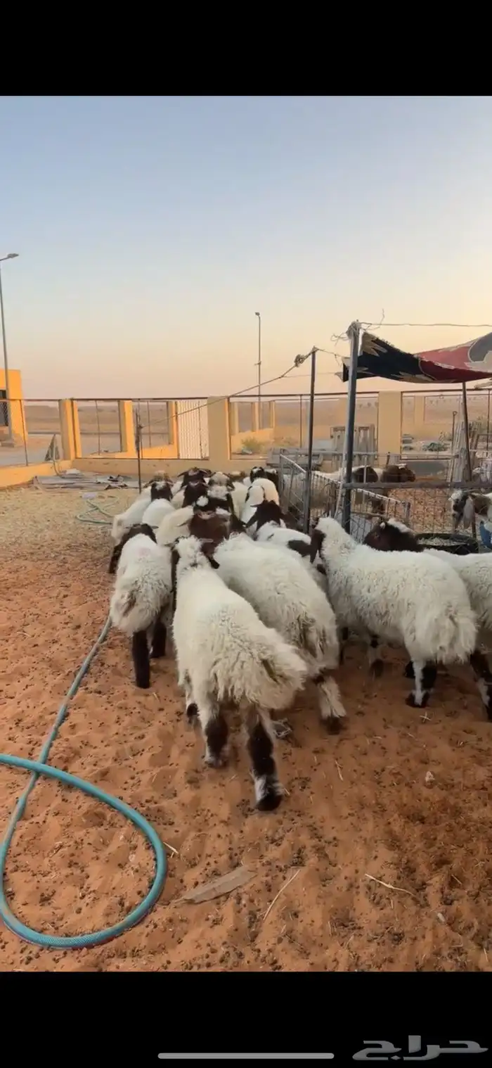 هرافا نعيم فاخر 1