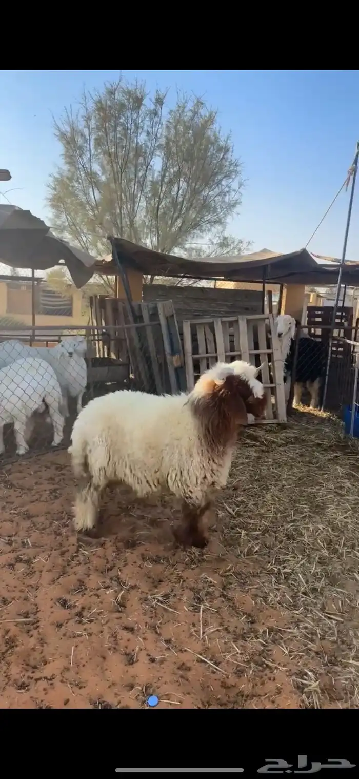 خروف نعيمي 1