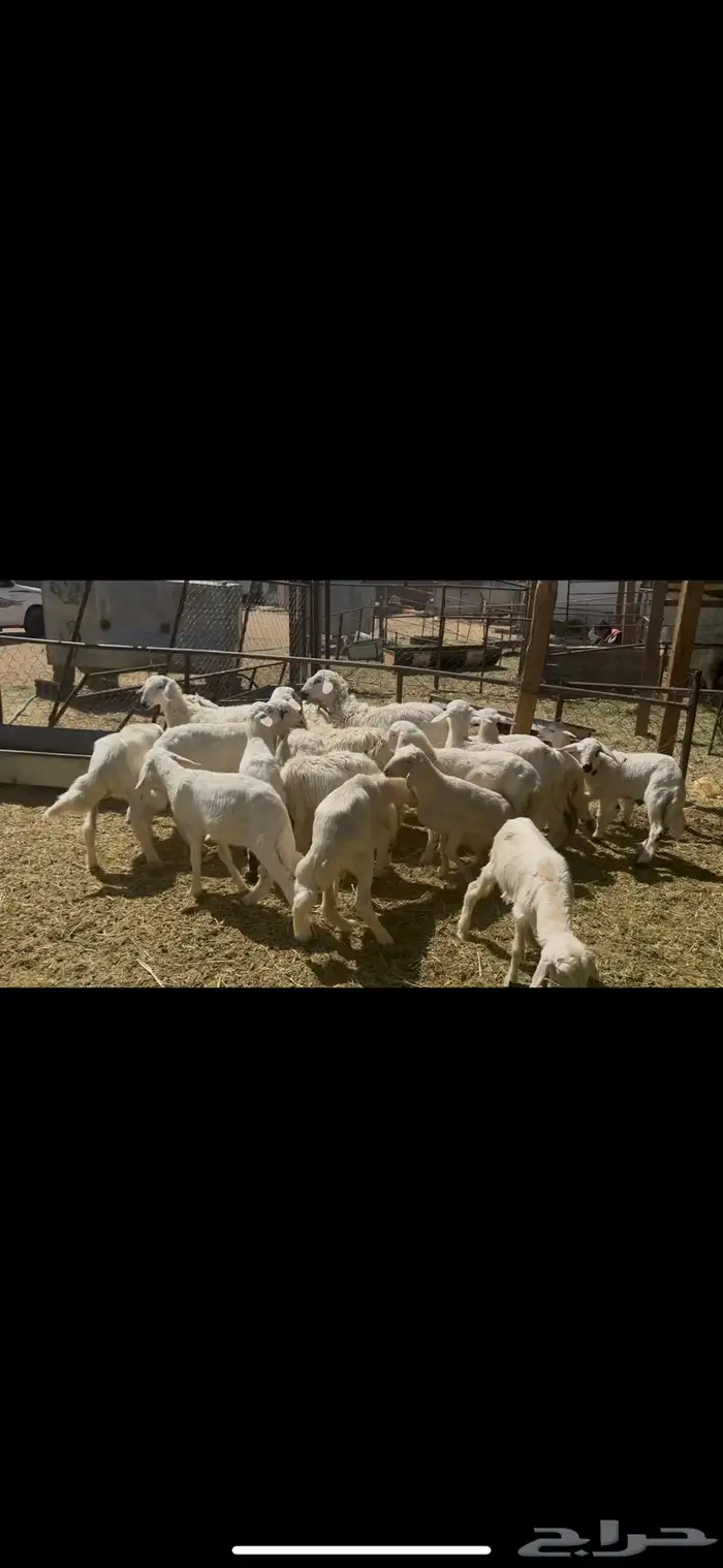 ضان متابيع 36 بهمها 22 حلال طيب 0