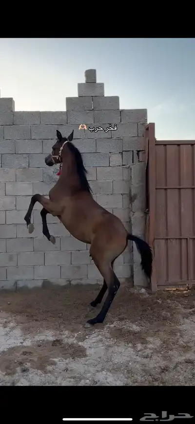 مهر واهو index