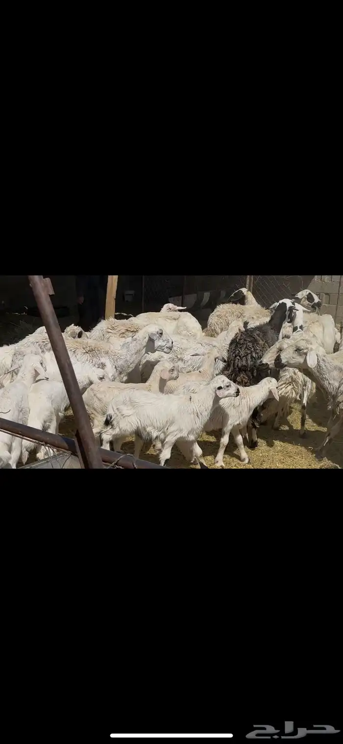 ضان متابيع 36 بهمها 22 حلال طيب 2