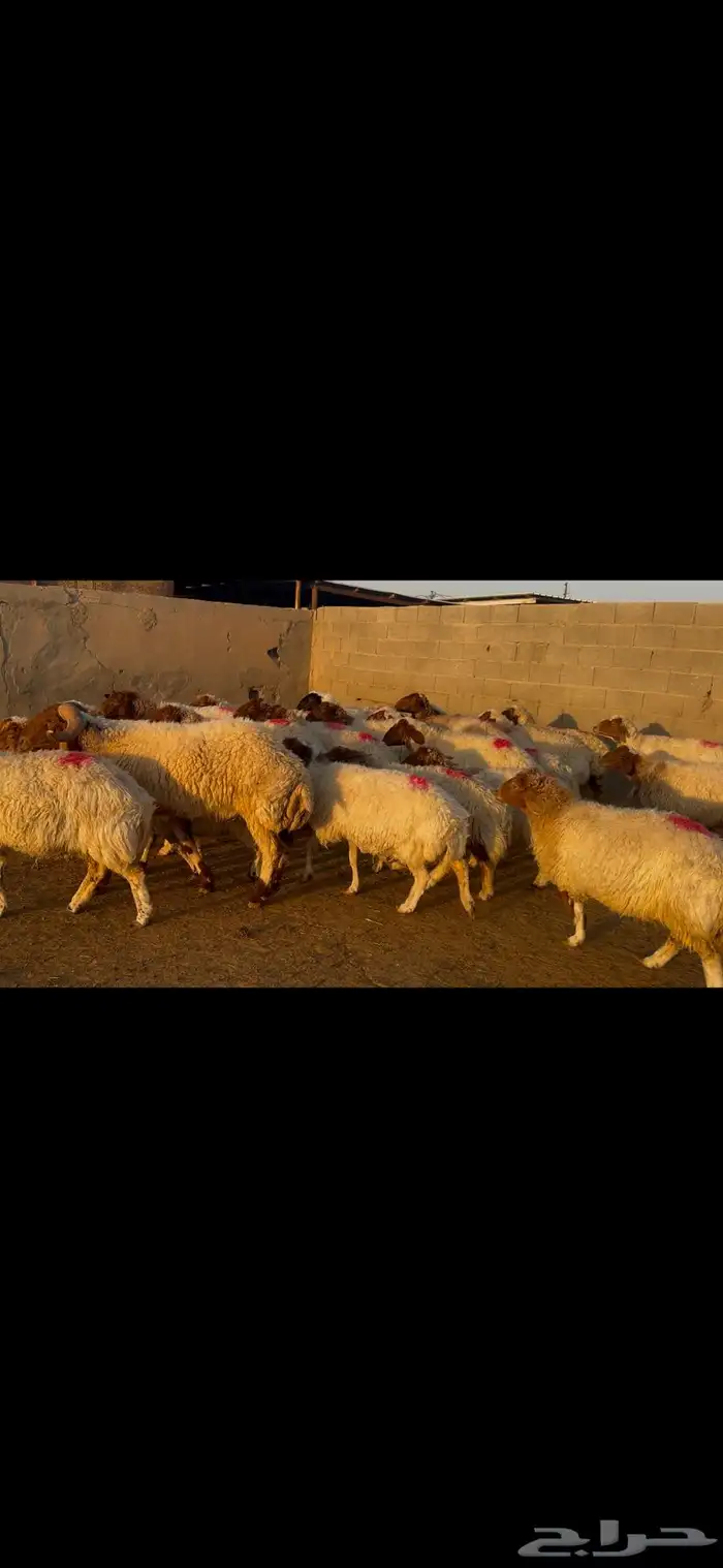 للبيع غنم نعيم طيبه وشرط الدفيع 8