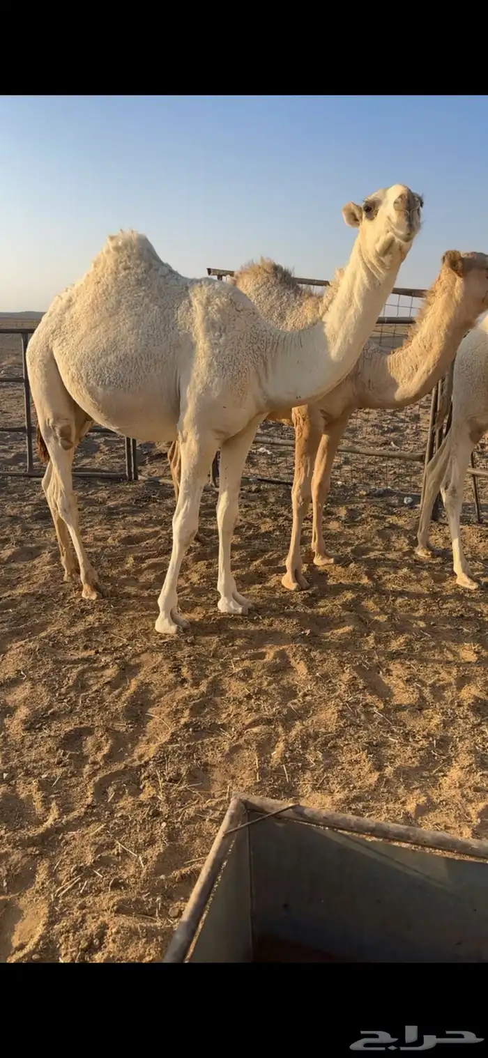 مفرود اوضح 1