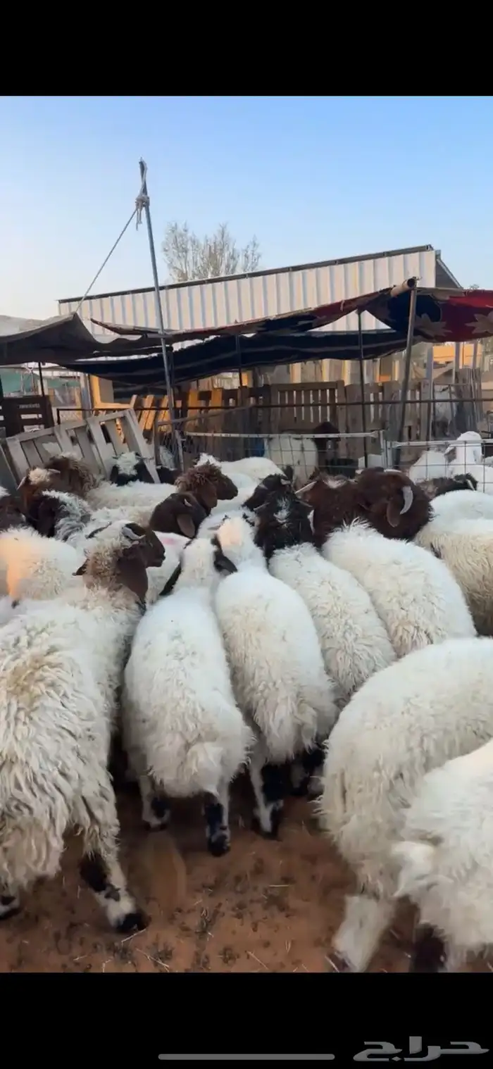 هرافا نعيم فاخر 3