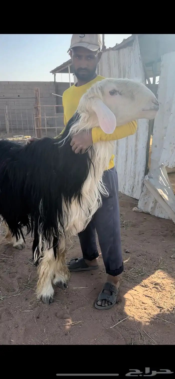 فحل نجدي مشروط 0