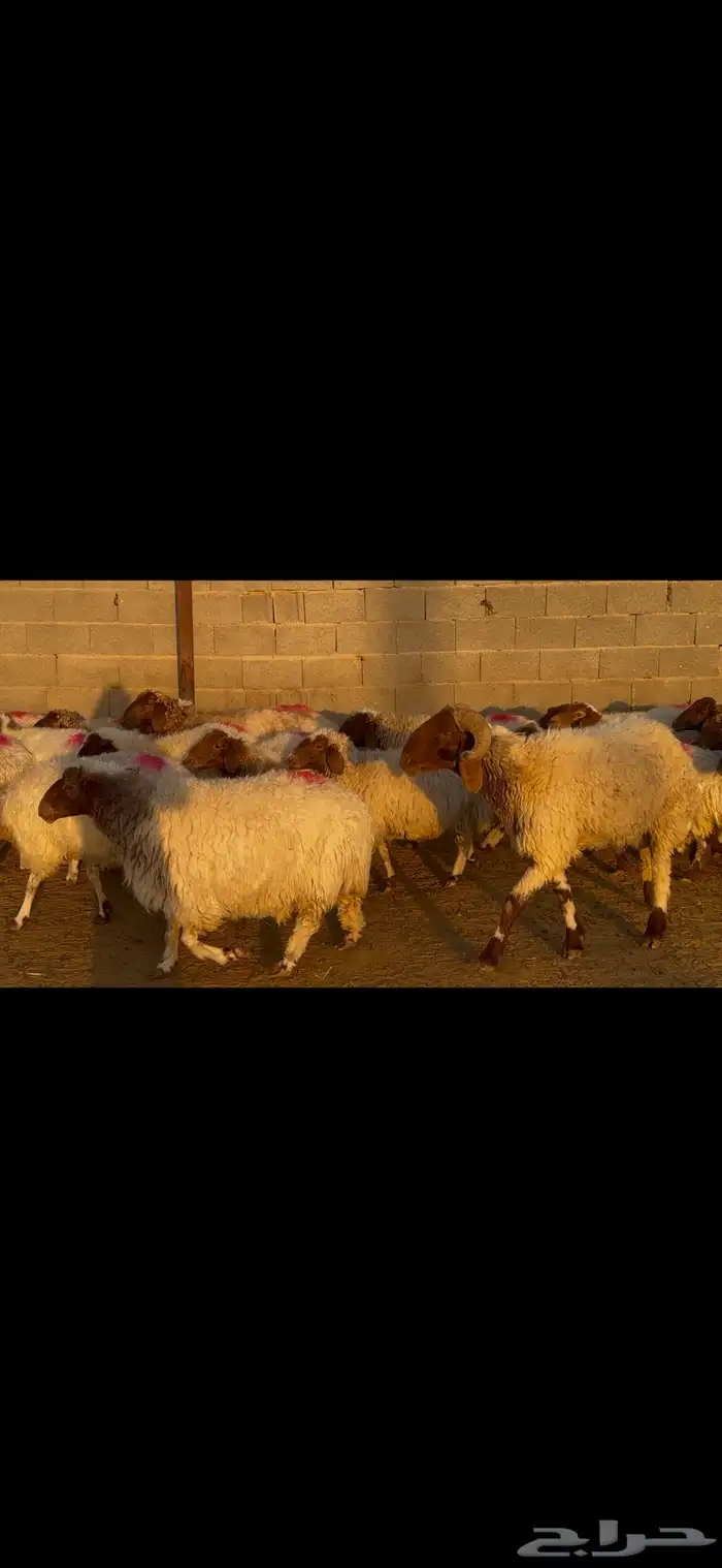 للبيع غنم نعيم طيبه وشرط الدفيع 9