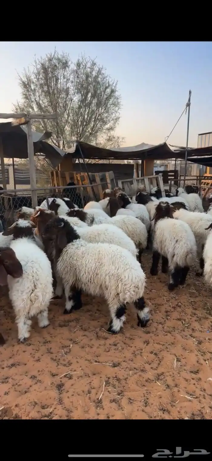 هرافا نعيم فاخر 6