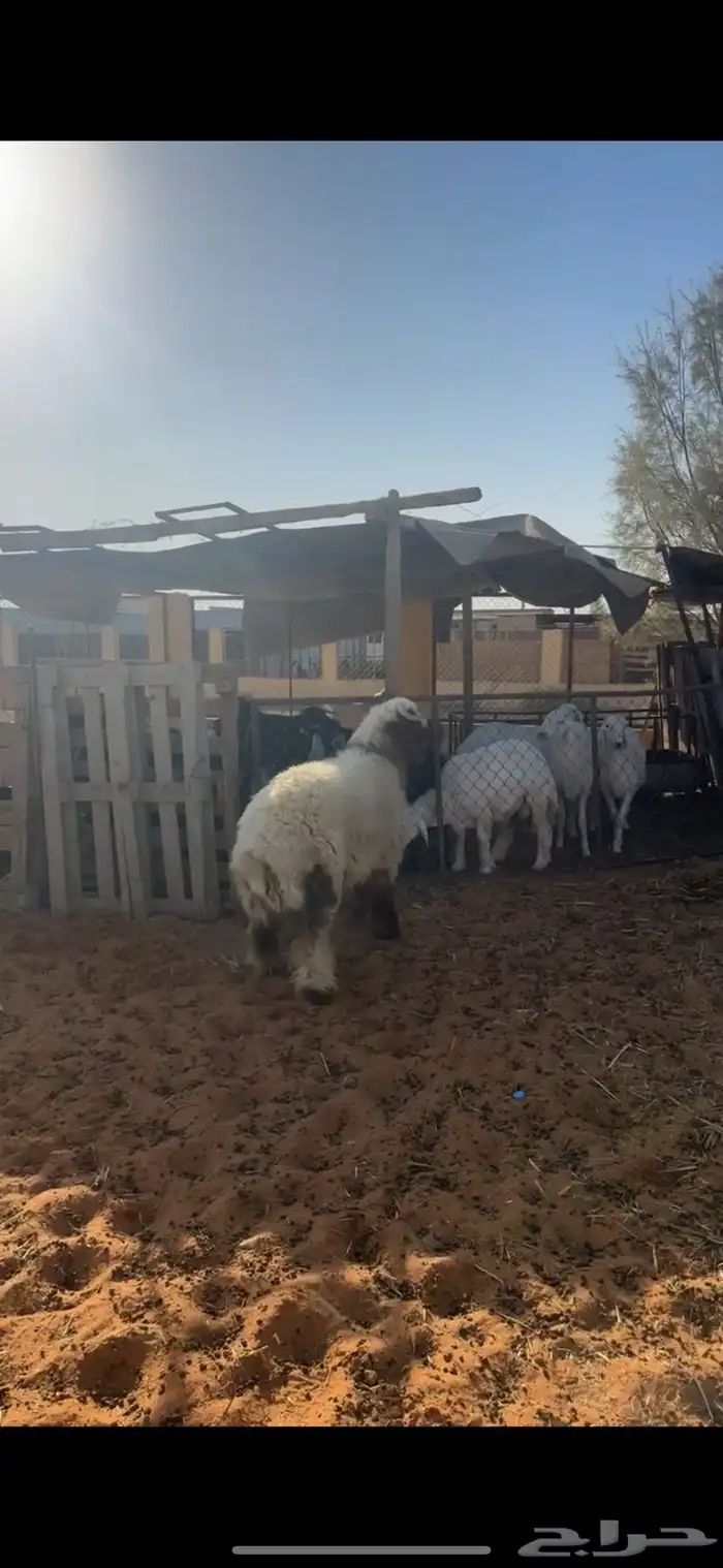 خروف نعيمي 5