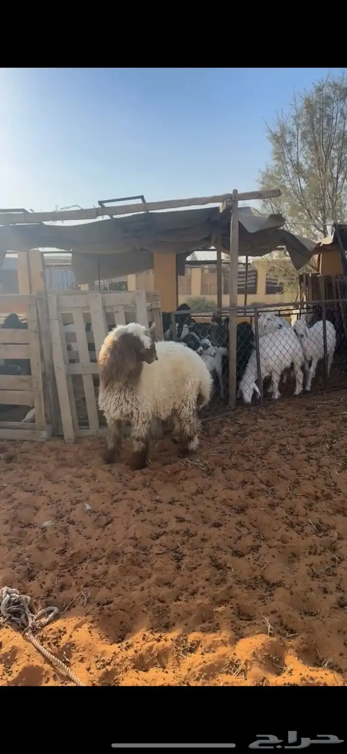 خروف نعيمي 3