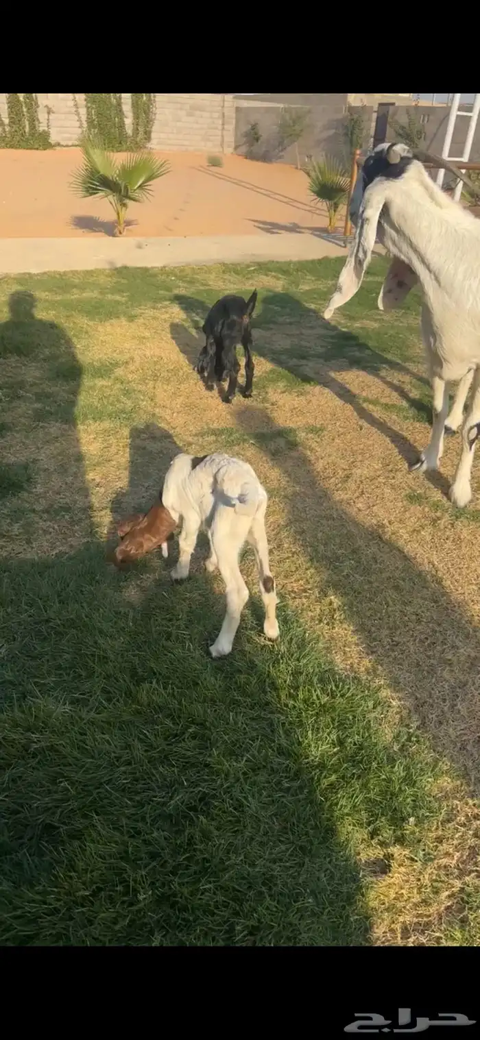 مطوره فاخره متوم بجفرتين تممم البيع 1