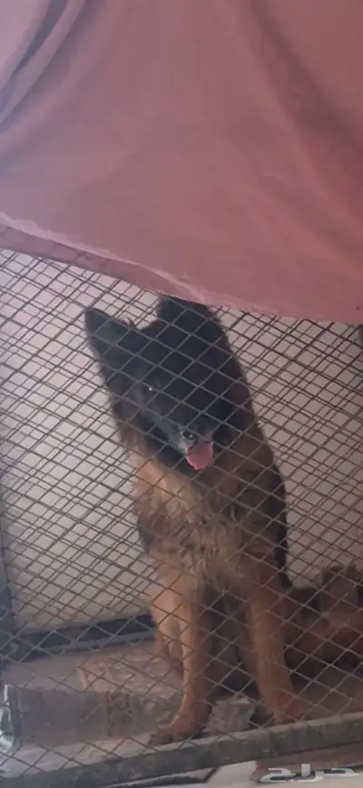 مطلوب كلب ذكر 0