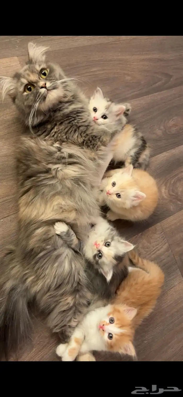 قطط كيتنز للبيع بسعر رمزي 0
