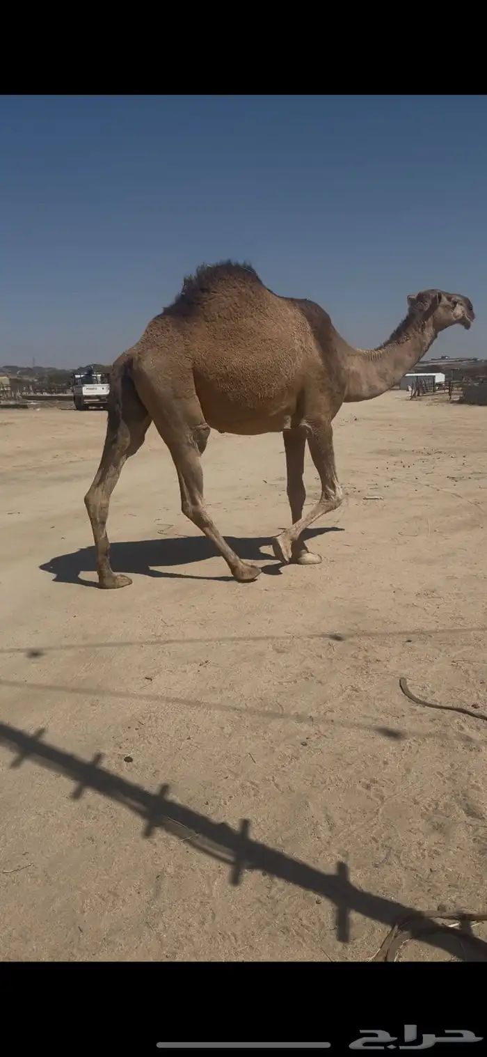 للبيع لقحتين طيبه ممشى ولون 0