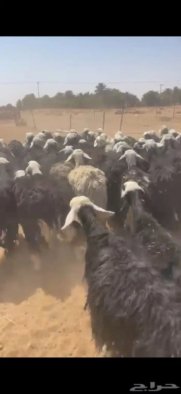 نجد دفيع شرط وليد 3