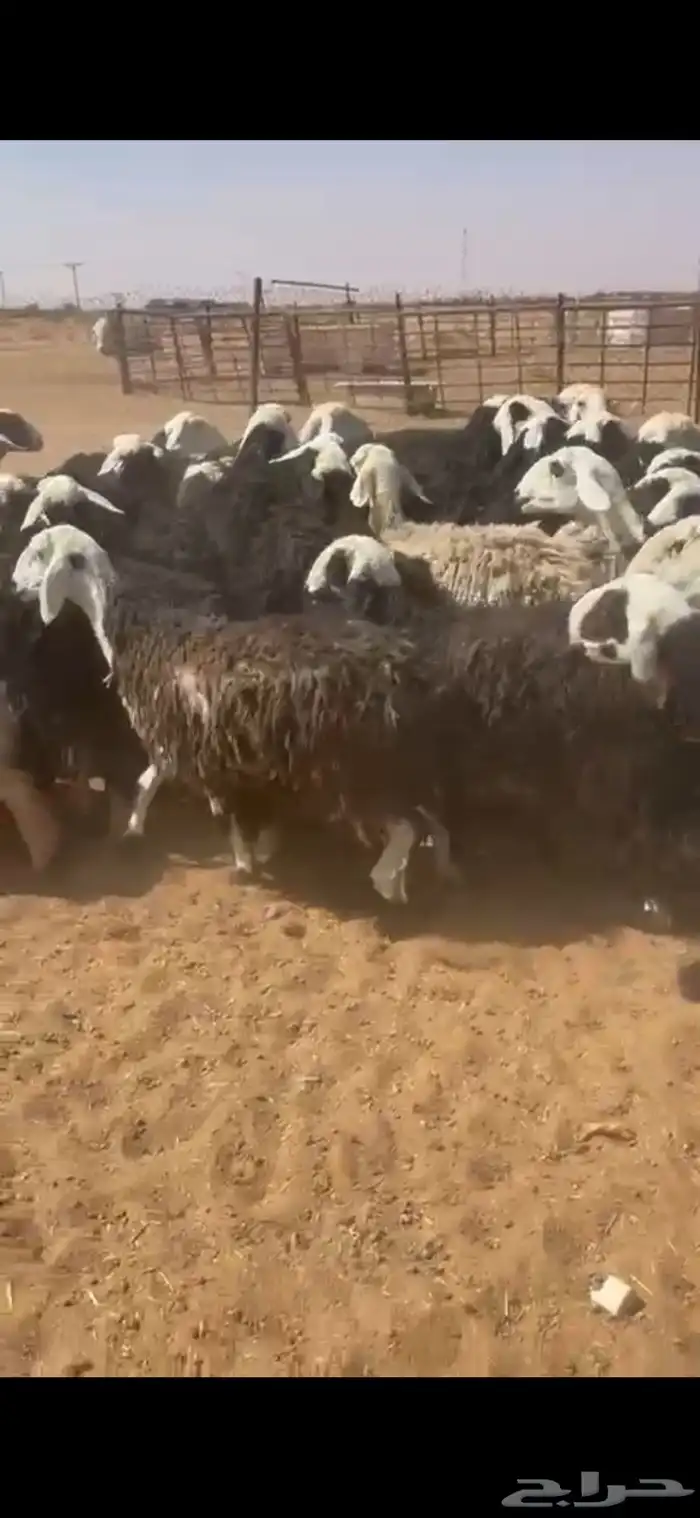 نجد دفيع شرط وليد 4