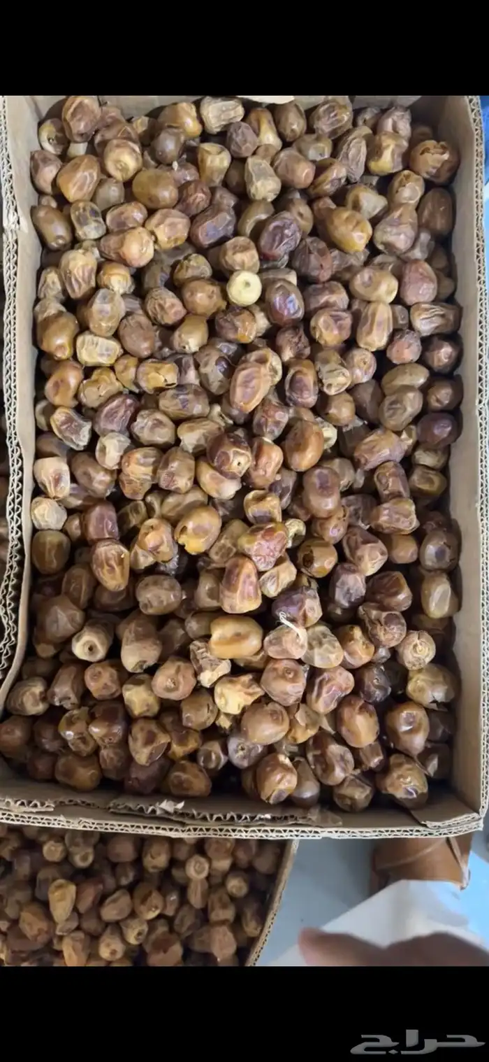 قشر سكري 80 طن 0