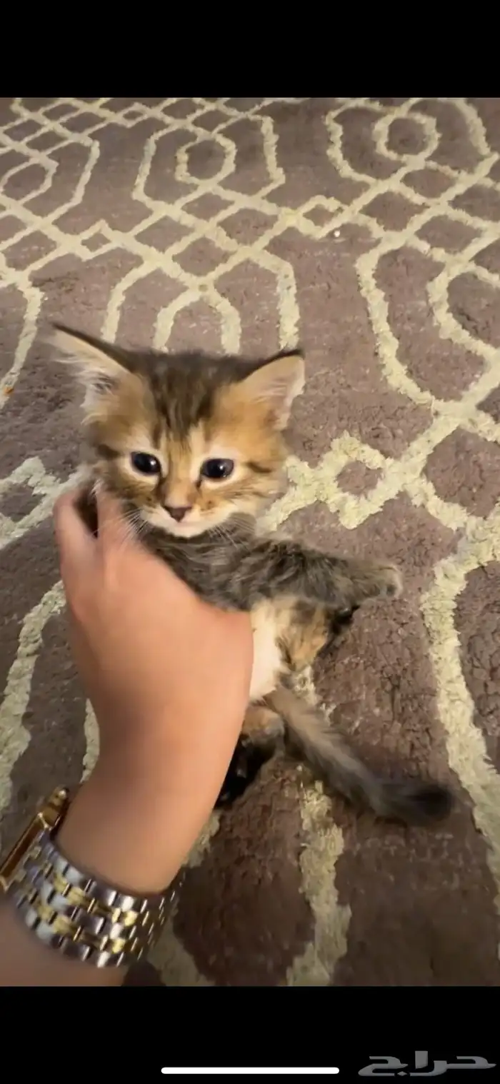 قطة شيرازي هجين عمرها شهر ونص متعودة على اللتر بوكس 1
