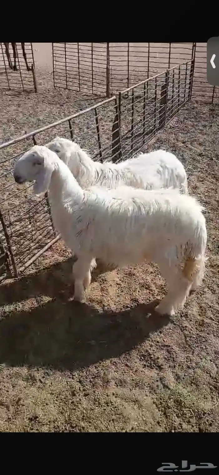 للبيع خروف ورخل عمار اربع اشهر ورخال عيسيات بيض عمار 6 اشهر 15