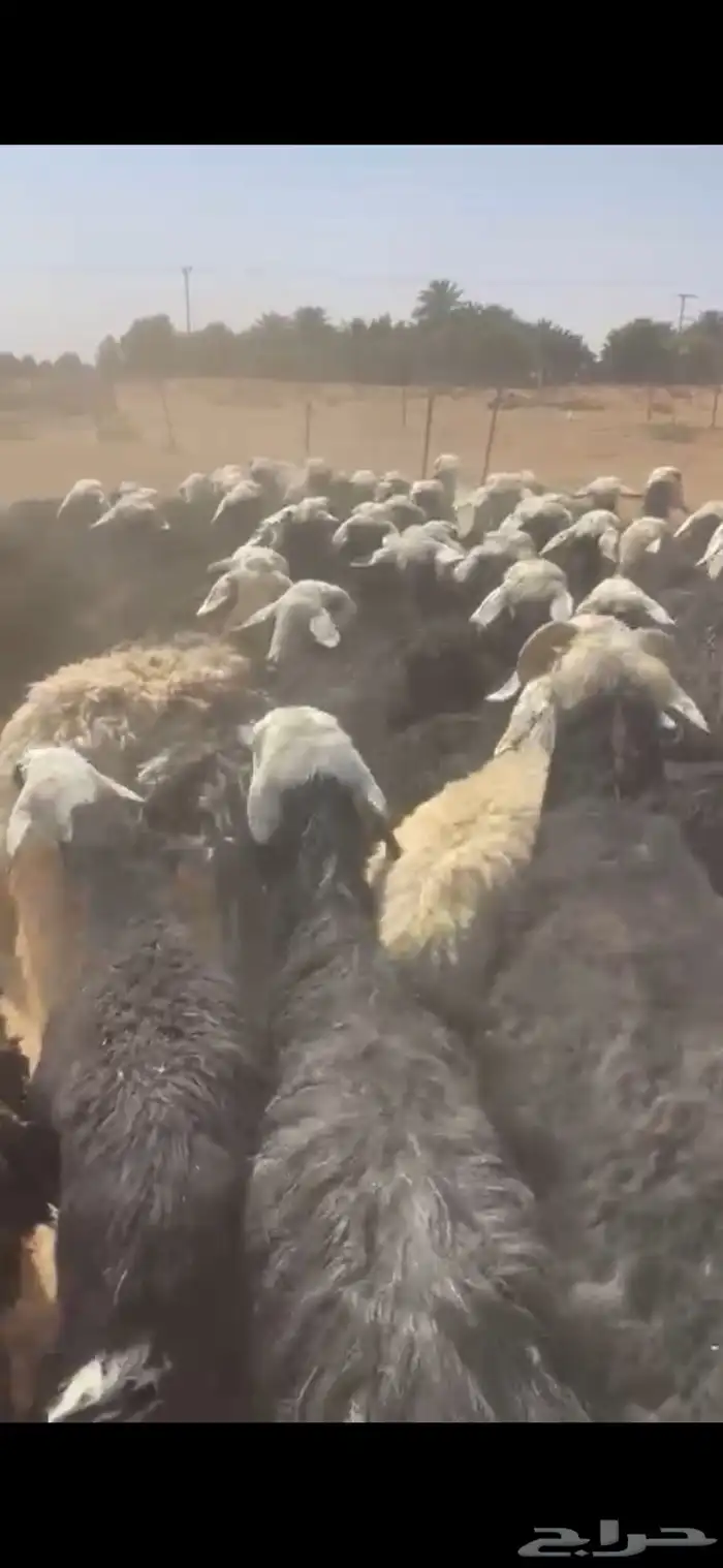 نجد دفيع شرط وليد 5