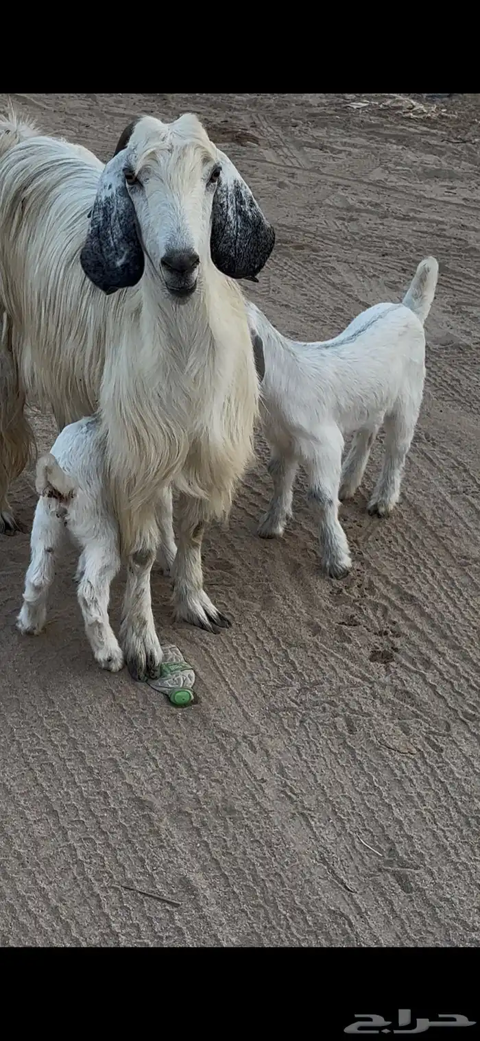 عنز مصريه بيضاء صنف والد متاومه تحتها 2 تيس وجفره 2