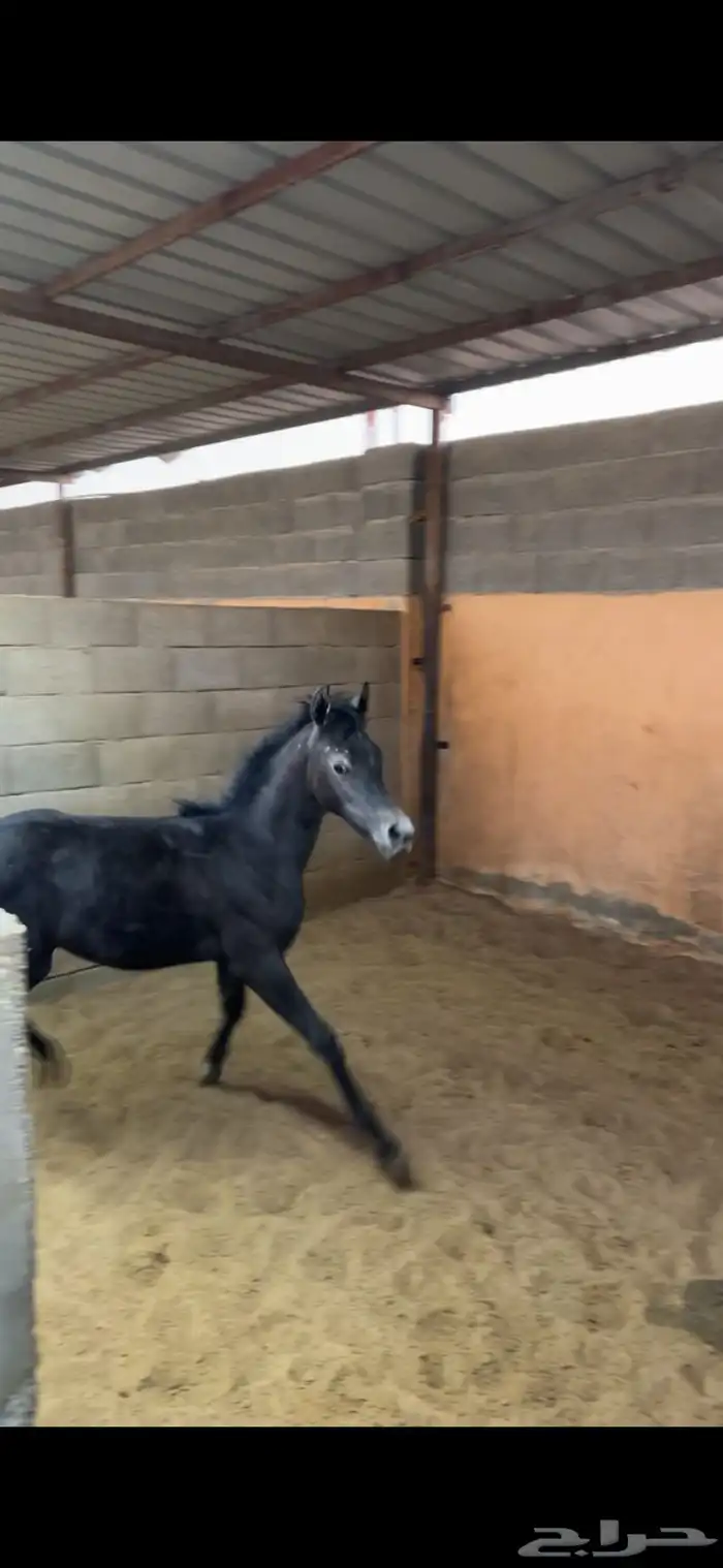 مهره شعبيه للبيع 3