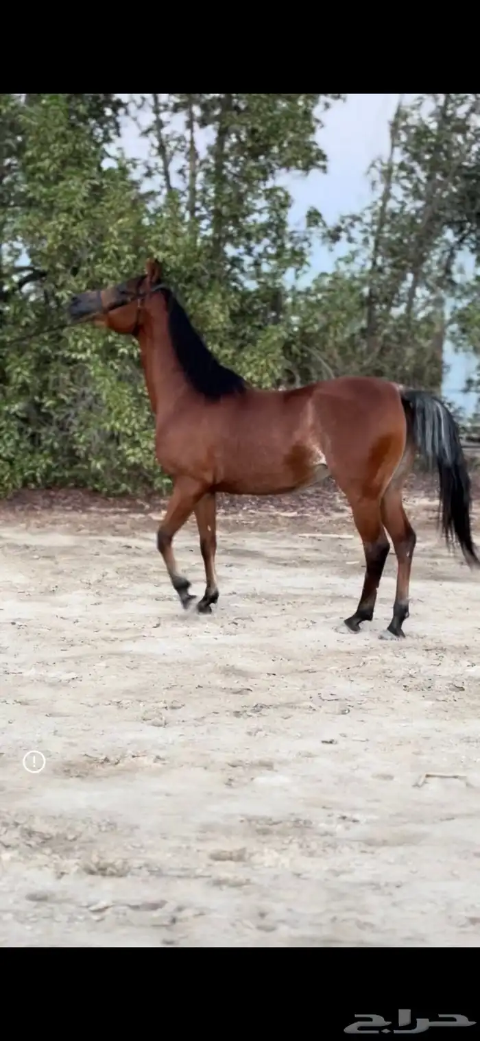 فرس واهو للبيع 1